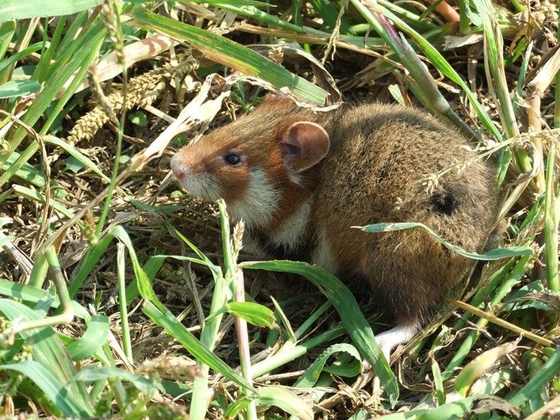 23. kép Hörcsög.jpg